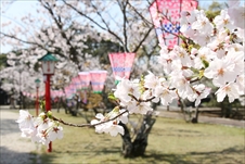 亀岡公園の桜画像01