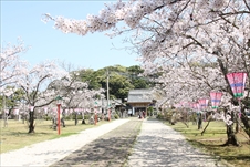 亀岡公園の桜画像03