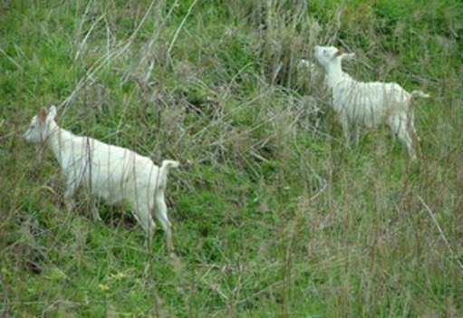 ヤギが草を食べている写真