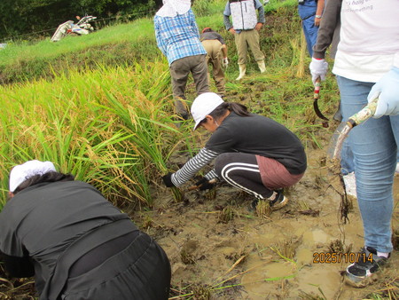 稲刈り