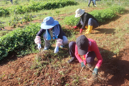 畑の草刈りをしました