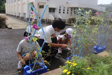 アサガオの弦を取りました